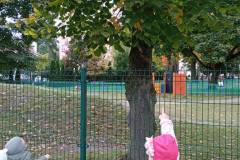 Biedronki - Poznajemy drzewa