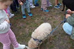 Biedronki - Spotkanie z owieczkami