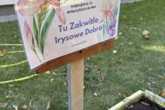 Cebulki Irysów w naszych ogródkach