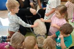 Pszczółki - Spotkanie z owieczkami 