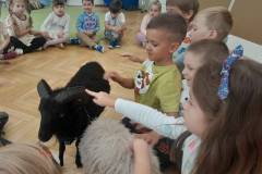 Żabki - spotkanie z owieczkami